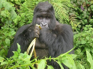gorillas make fats in their gut