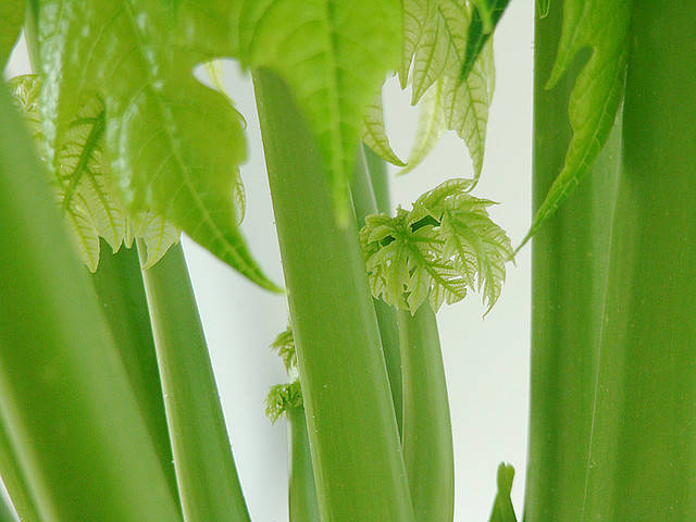 Paleo Celery Allergy