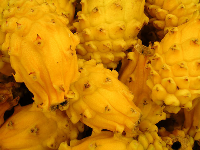 yellow dragon fruit