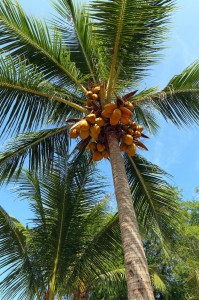 are coconut aminos paleo