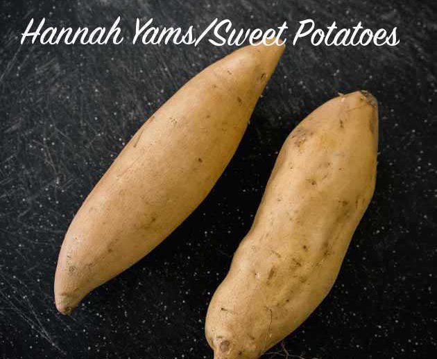 Types of sweet potatoes - hannah yams