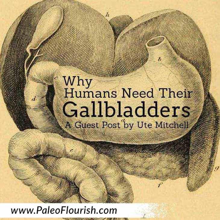 Humans Need Their Gallbladder - Why Humans Need Their Gallbladders - A Guest Post by Ute Mitchell https://paleoflourish.com/humans-need-gallbladders-guest-post-ute-mitchell/