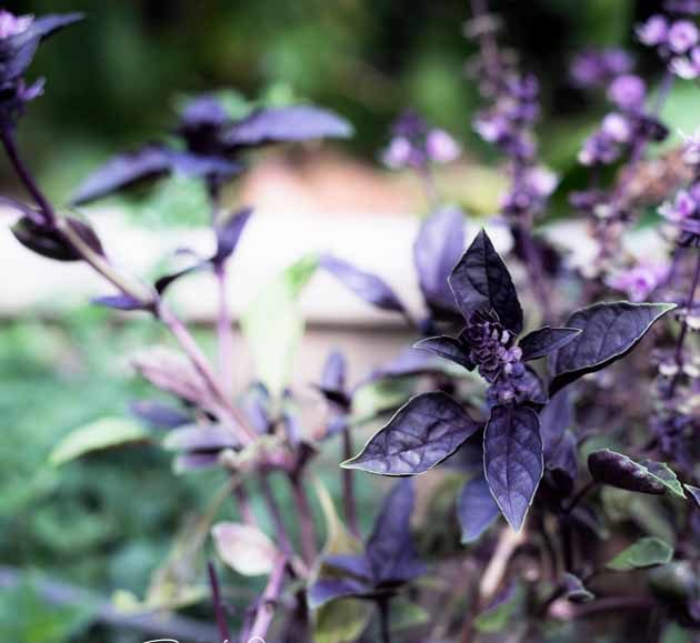 purple basil plant