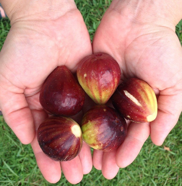 Paleo Bacon Roasted Figs with Maple Coconut Cream Recipe
