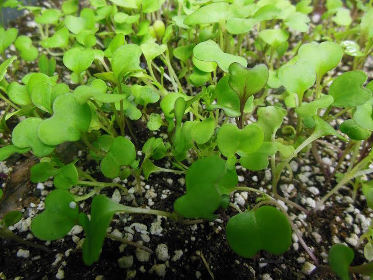 A microgreen tray with its baby leaves. It is not ready for harvest until the second set of leaves appear. 