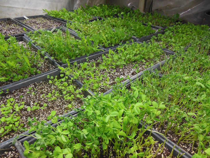Planting in succession with your trays will allow for microgreens for weeks to come! My farm's CSA loves their microgreens to keep on coming in the winter. 