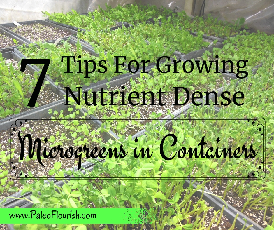 7 Tips For Growing Nutrient Dense Microgreens in Containers