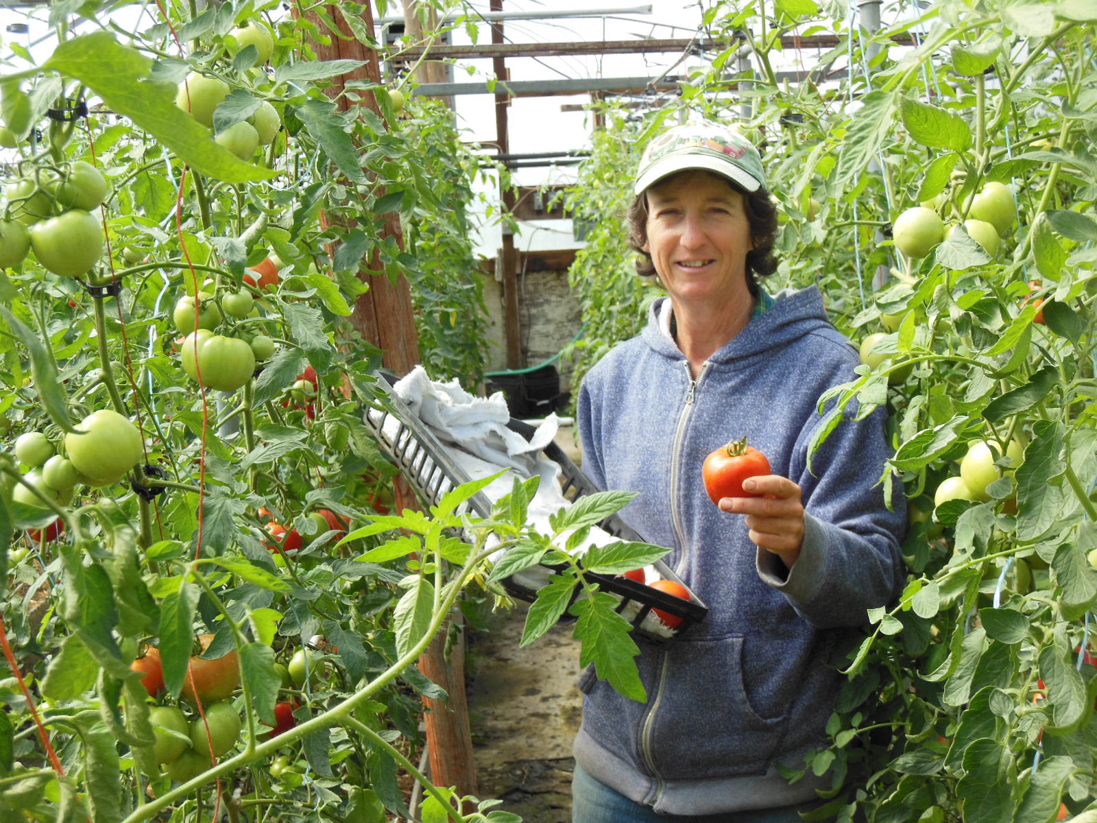 Lynn Gillespie Tomato Harvest