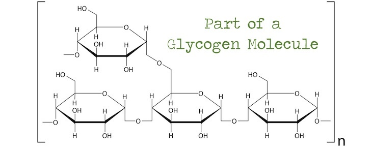 Glycogen Molecule - Water Weight and Water Retention - Low Carb Diets