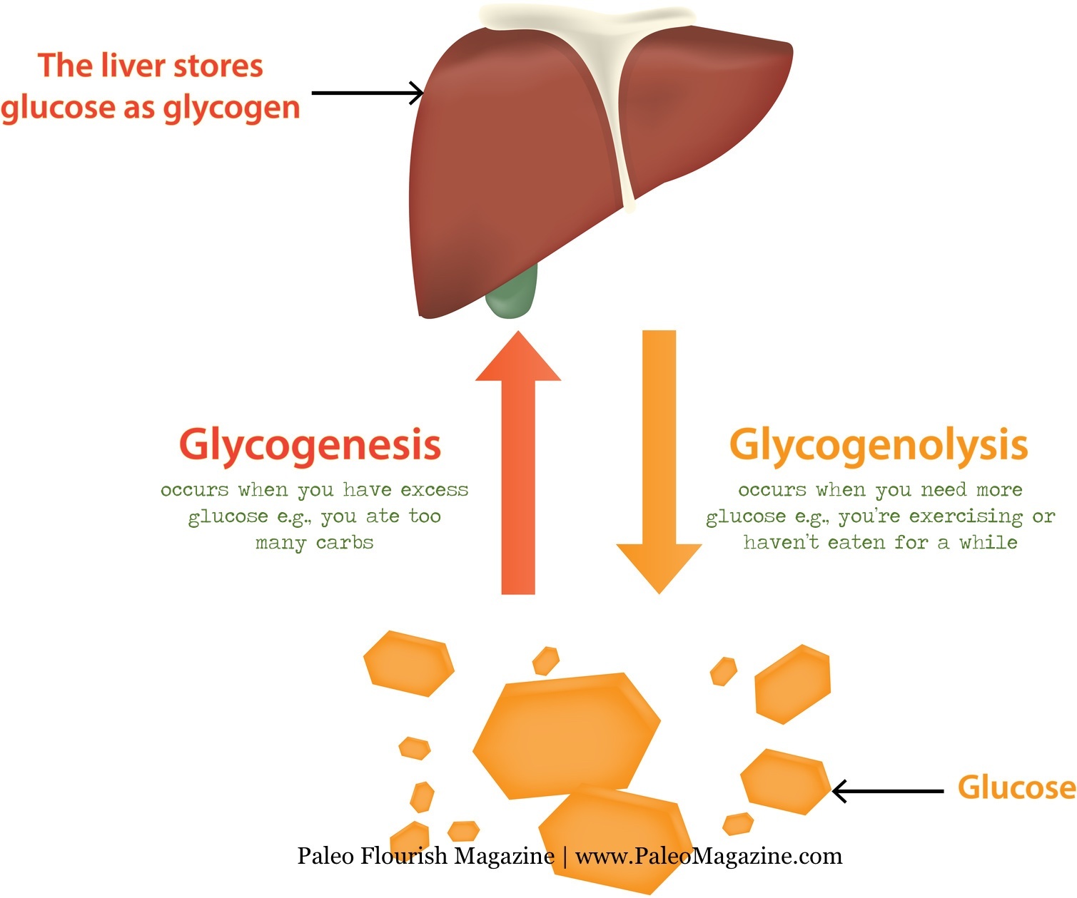 Glycogenolysis and glycogenesis - low carb diets