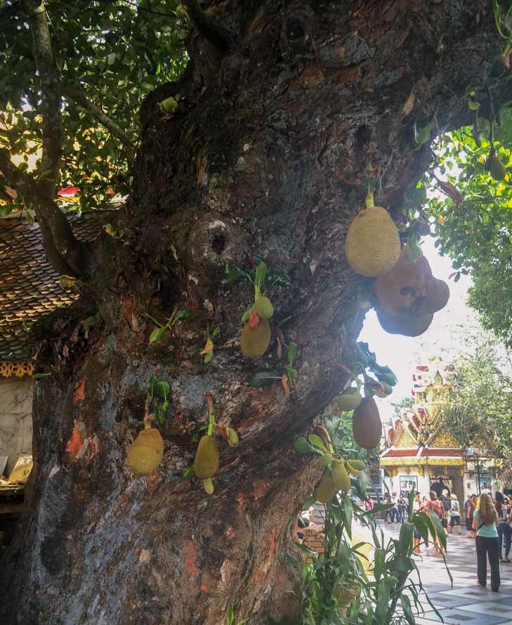 Jackfruit tree at Doi Suthep near Chiang Mai Thailand #paleo #fruit https://paleoflourish.com/what-is-jackfruit-why-should-you-eat-it